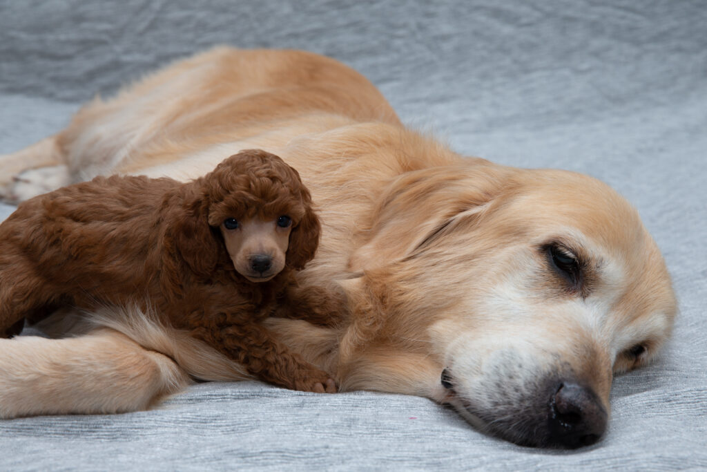 Barboncino giocattolo e golden retriever