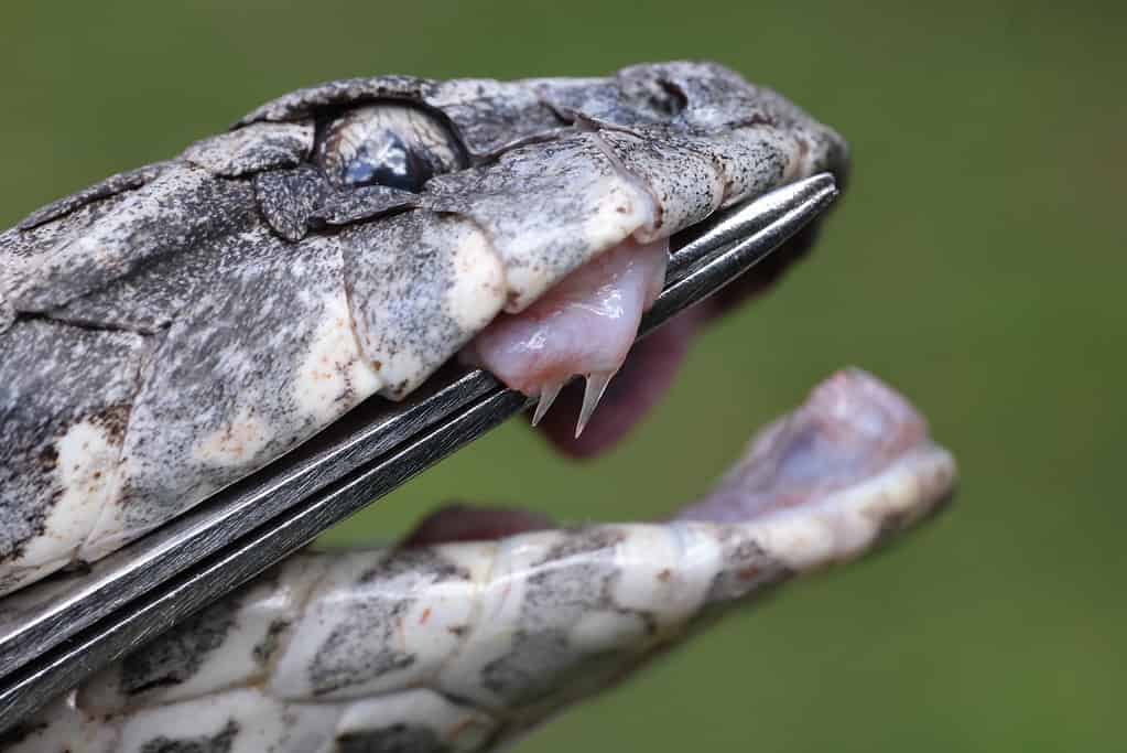 comune vipera della morte