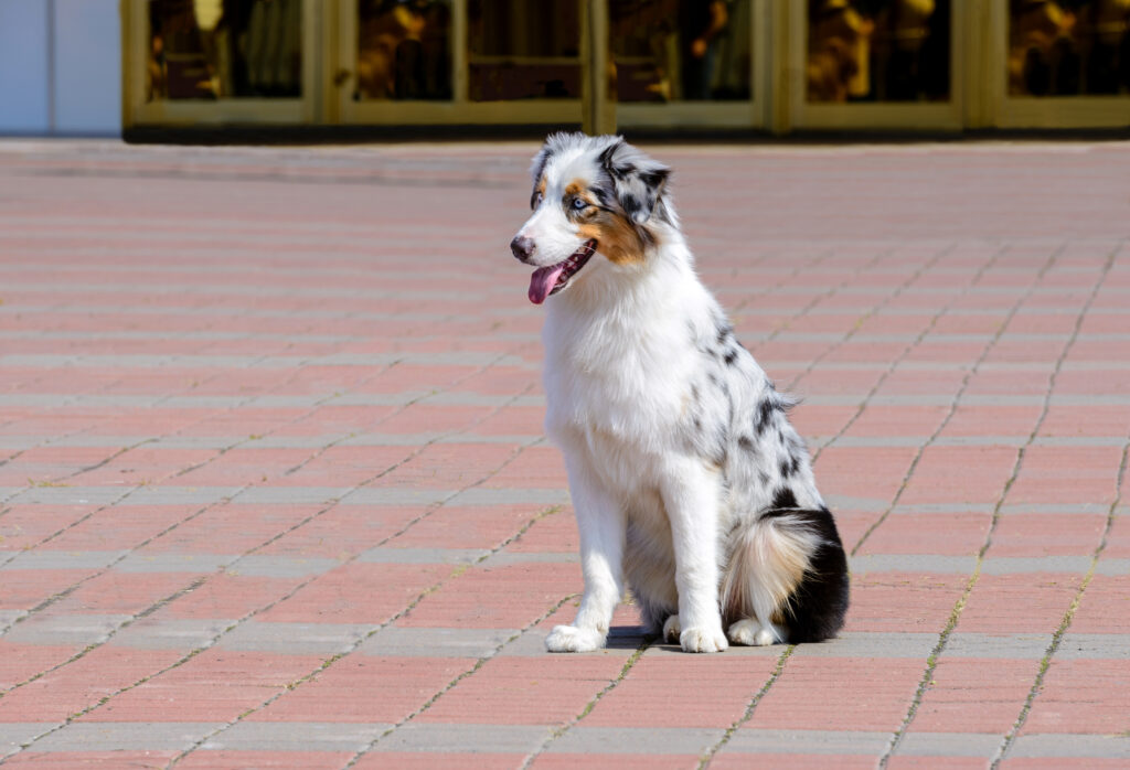 Border collie blu merle