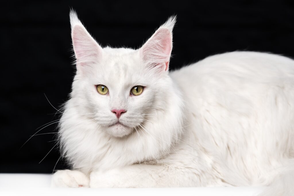 Maine Coon bianco