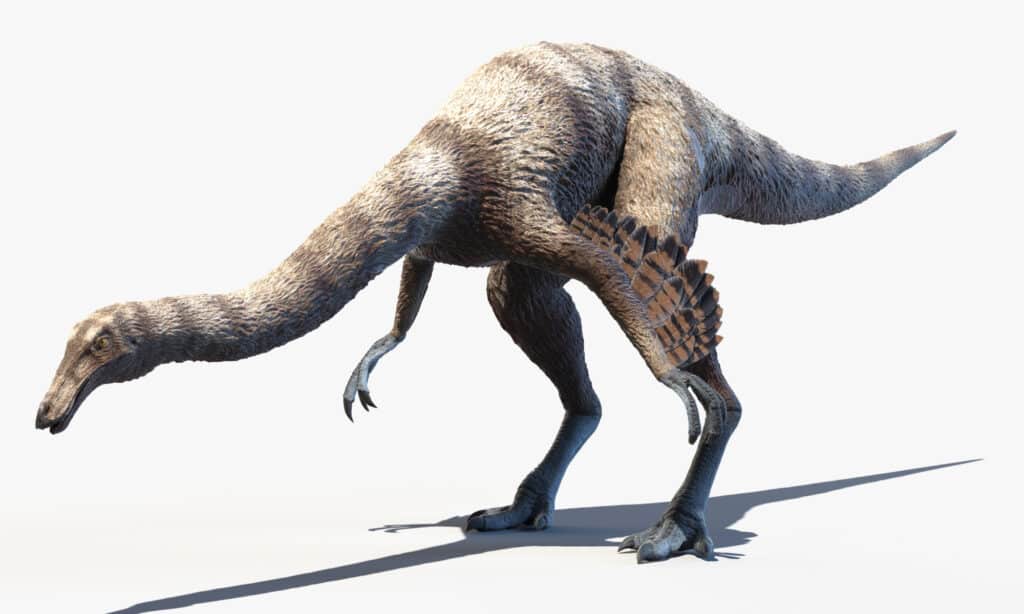 Ornithomimus aveva piume simili a peli lungo le gambe, il collo e la parte inferiore del busto.