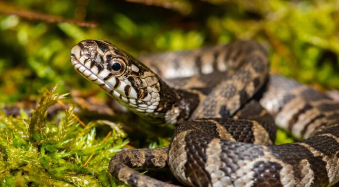 Indiana Garden Snakes: identificare i serpenti più comuni nel tuo giardino

