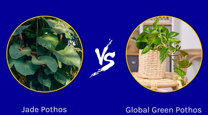 Jade Pothos contro Global Green Pothos
