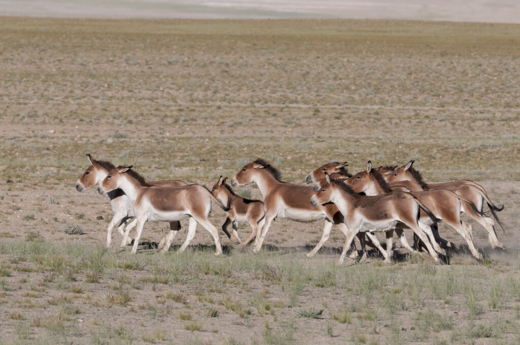 Un gruppo di kiang che corre in una rada prateria.