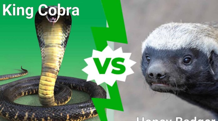 King Cobra vs Honey Badger: quale predatore impavido vince un combattimento?
