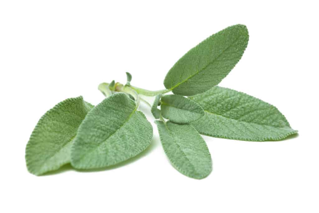 salvia un annuale o perenne