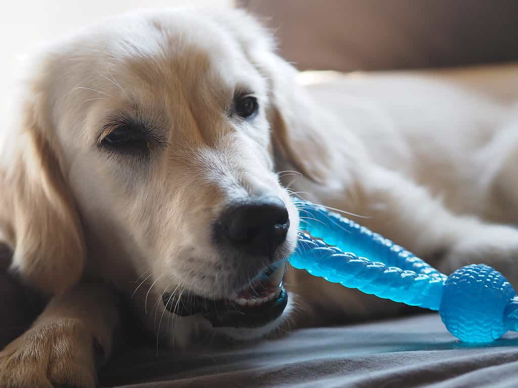 Giovane cane golden retriever che mastica sul giocattolo