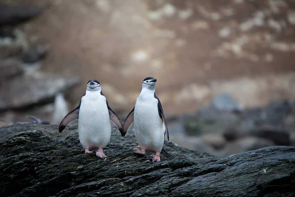 I pinguini sottogola mostrano un alto livello di fedeltà