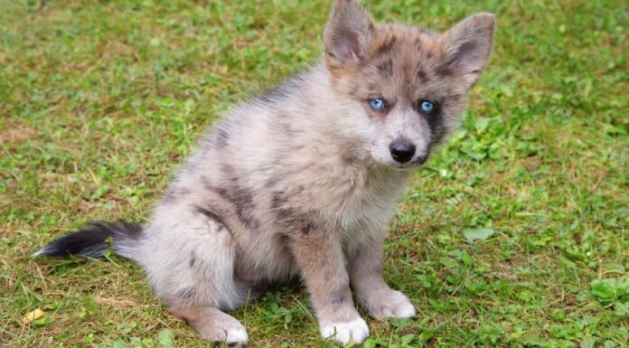 Adorable blue-eyed Pomsky puppy. Pomsky is an artificial breed, a mix of the Siberian Husky and Pomeranian