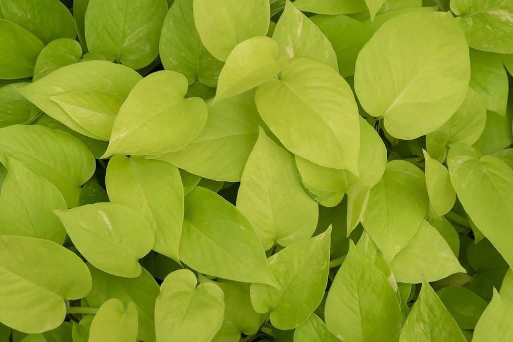 Un primo piano di foglie di pothos al neon giallo-verde