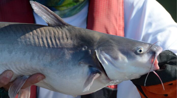  Oh!  Il più grande pesce gatto blu mai catturato in California
