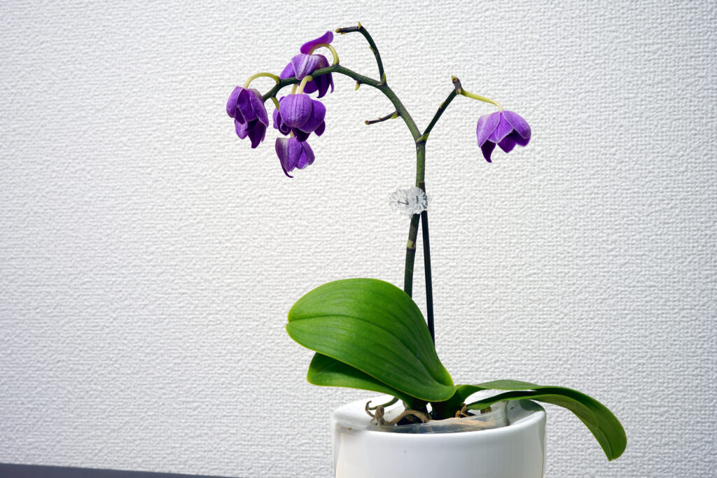 Appassimento del fiore dell'orchidea di Phalaenopsis