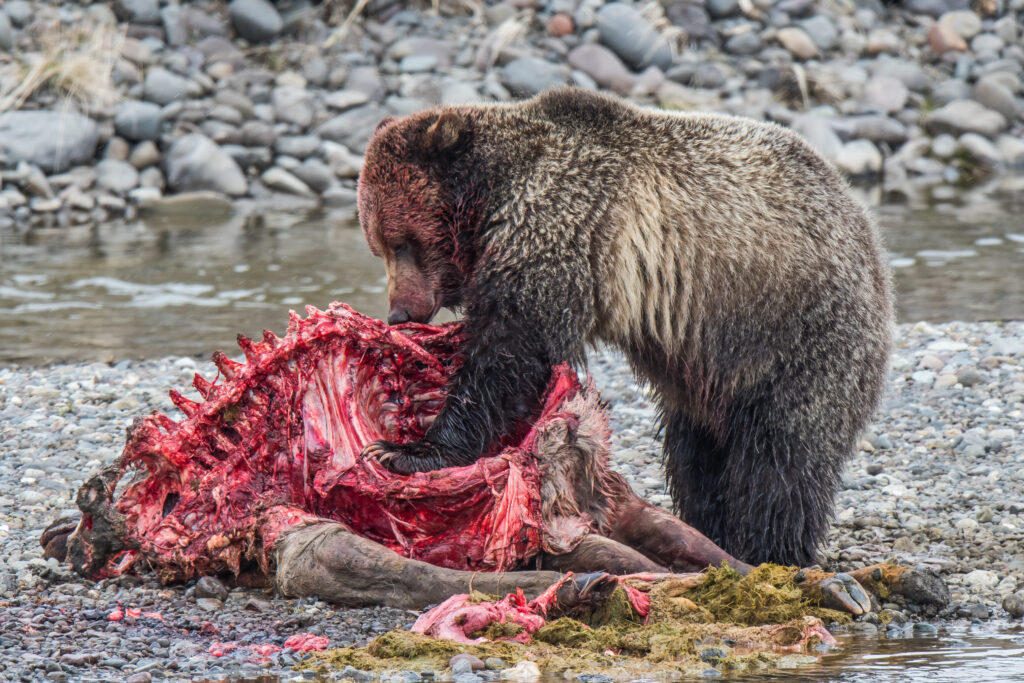 orso grizzly che si nutre di un alce lungo il fiume Lamar, Yellowstone