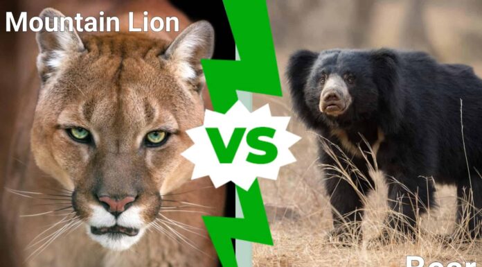 Orso grizzly contro leone di montagna: chi vince un combattimento tra questi due predatori?
