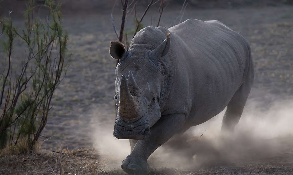Rhino che si carica di polvere