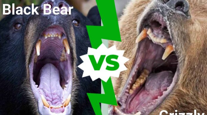 Orso nero contro orso grizzly: 6 differenze chiave e quale vincerebbe in un combattimento?
