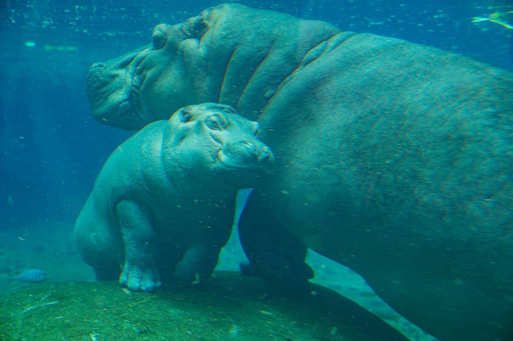 Gli ippopotami sono costruiti per l'acqua.