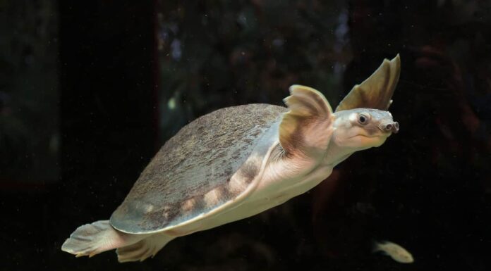 Per quanto tempo le tartarughe possono trattenere il respiro sott'acqua?

