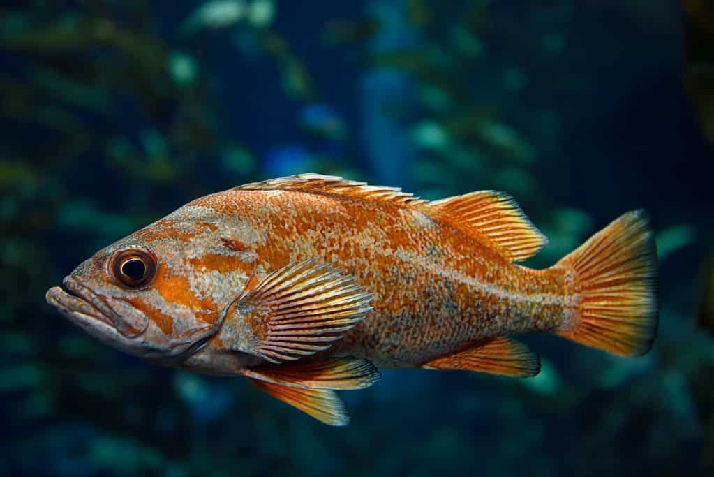 Pesce persico o scorfano dell'Oceano Pacifico