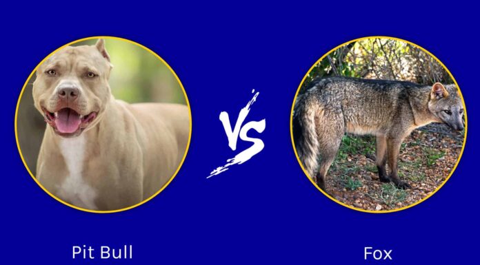 Pit Bull contro Fox: quale animale vincerebbe un combattimento?
