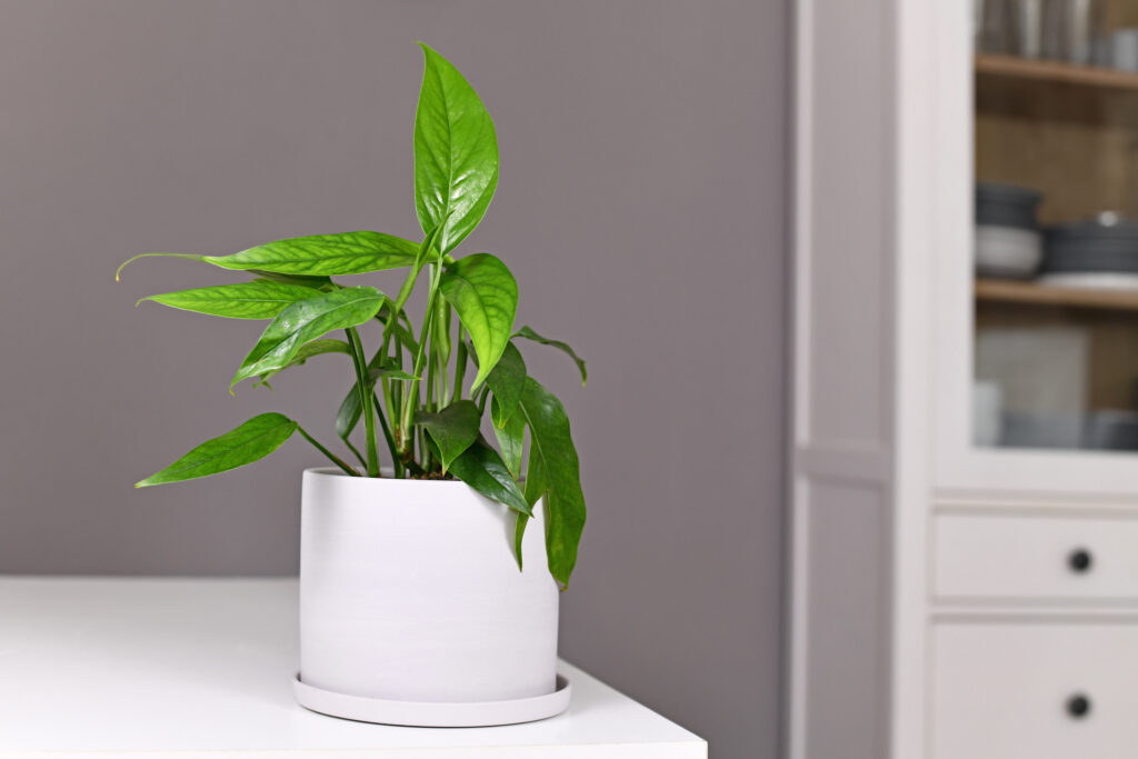 Una pianta di Epipremnum Pinnatum seduta in un vaso bianco su un tavolo.