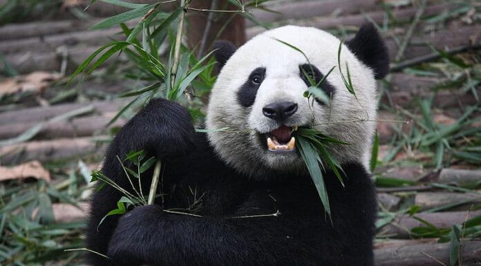 Predatori di panda: questi 6 animali uccidono e mangiano i panda
