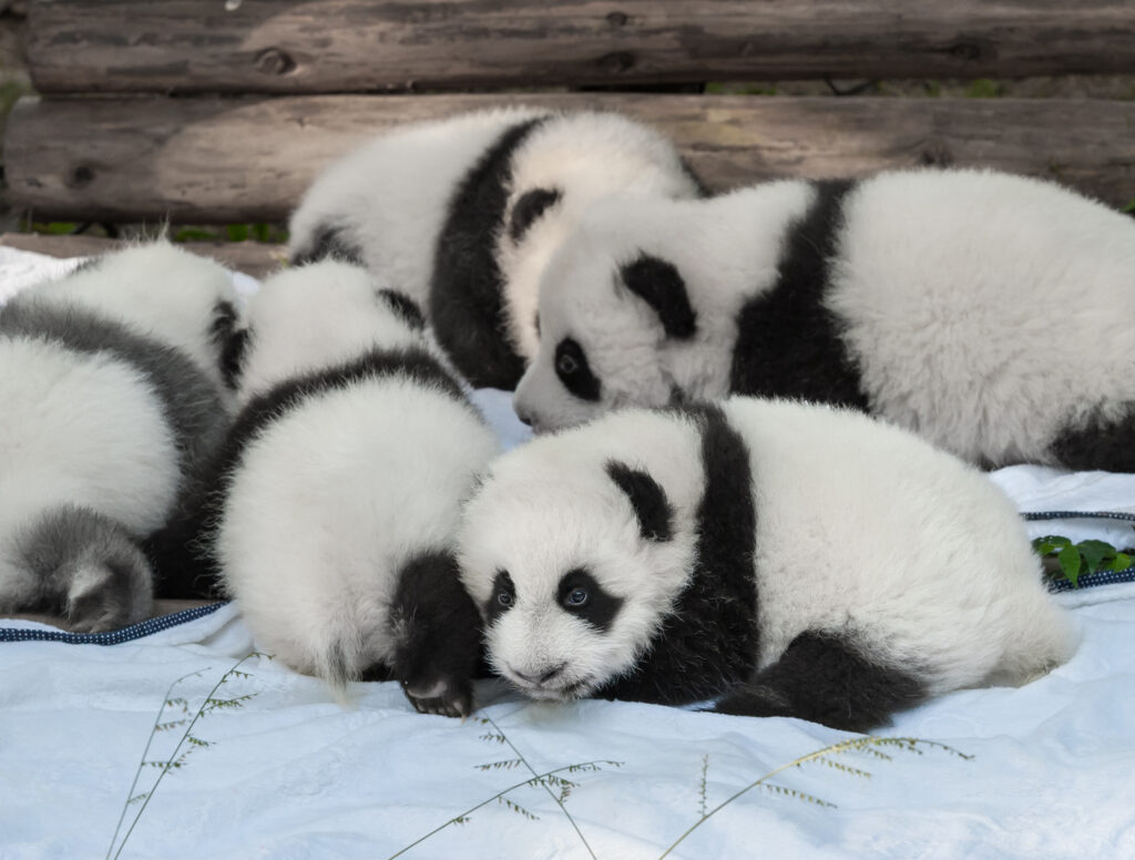 cuccioli di panda appena nati 