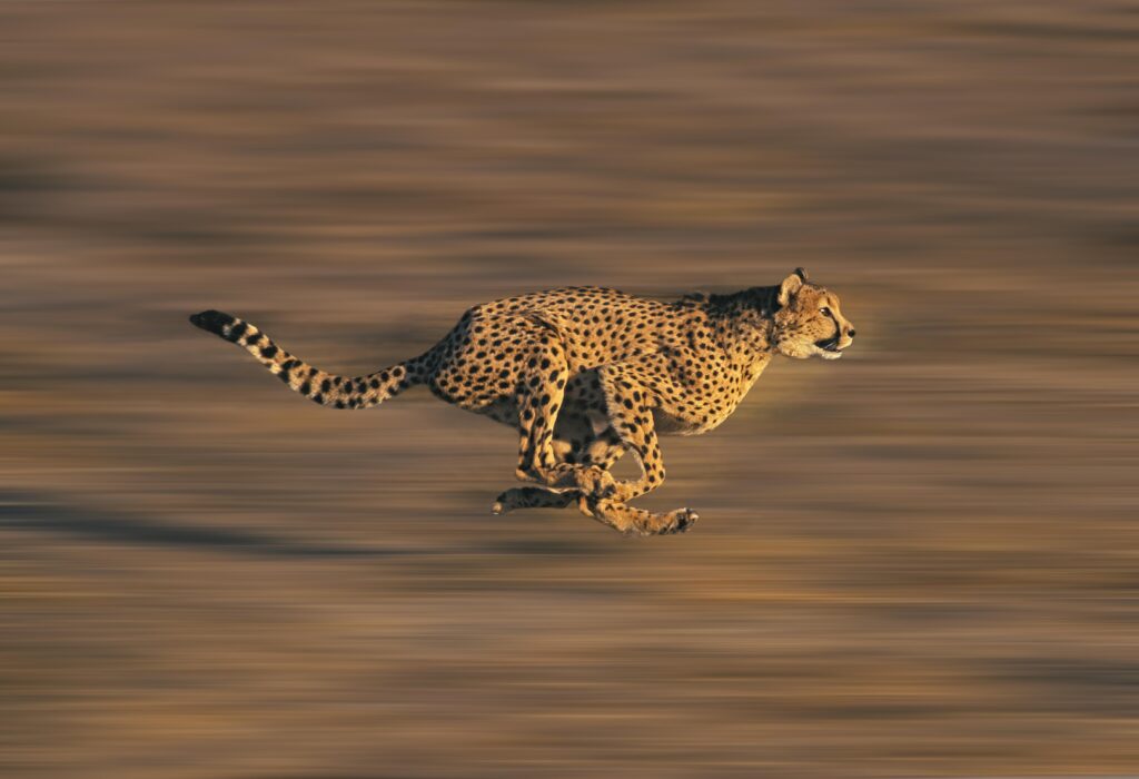 Il ghepardo usa la sua velocità per inseguire la preda e, occasionalmente, per evitare di diventare esso stesso una preda.