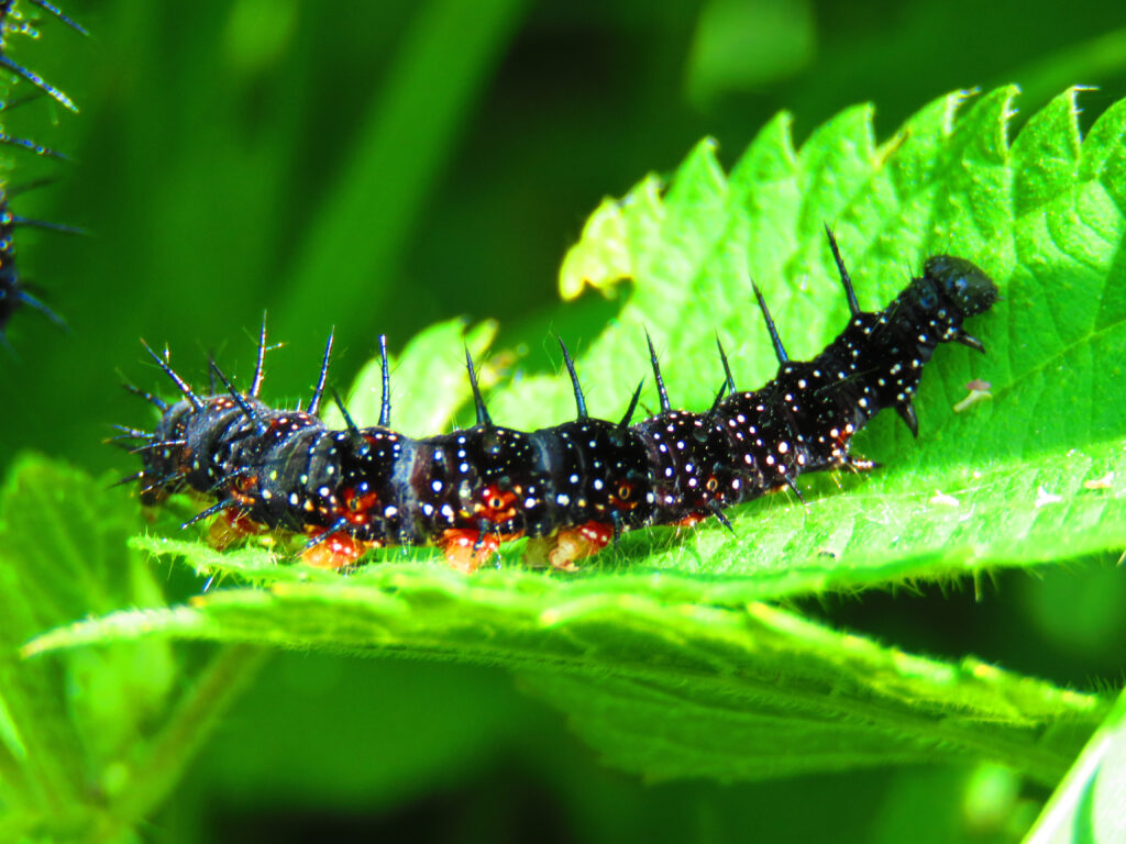 Il bruco dell'ammiraglio rosso si siede sul bordo della foglia verde brillante.