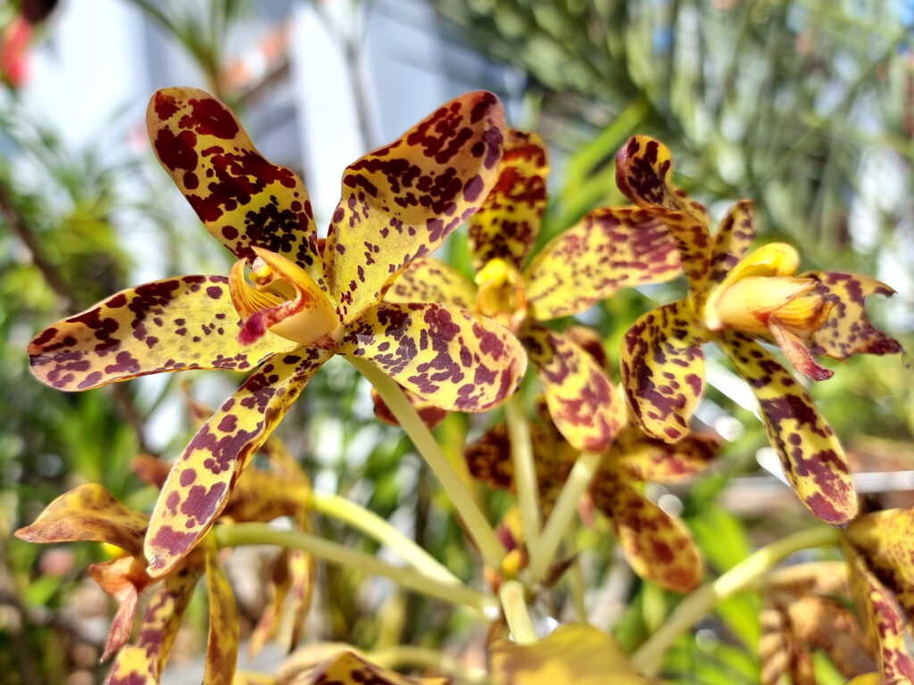 Orchidea tigre, Grammatophyllum speciosum