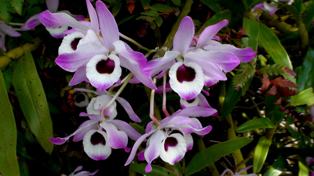 Dendrobium orchidea nobile