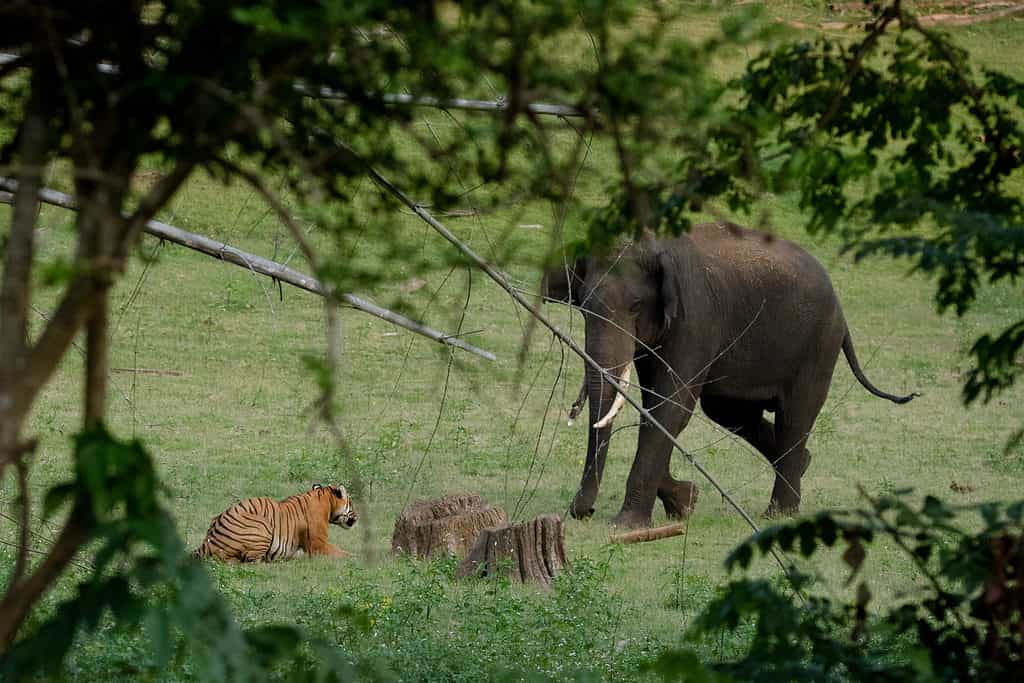 Elefante contro tigre