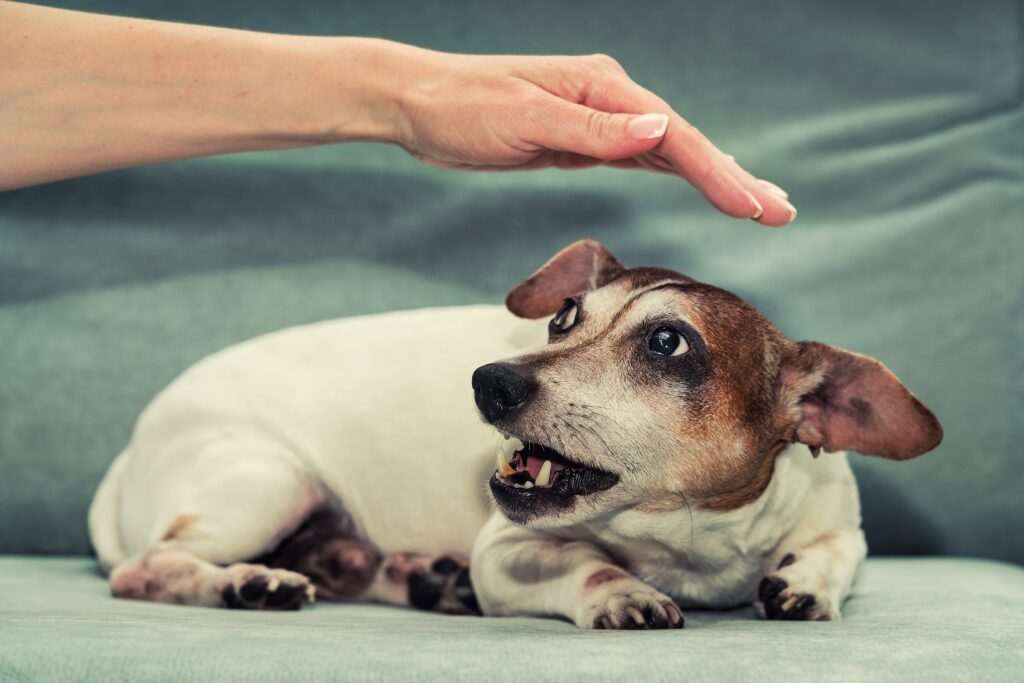 Jack Russell Terrier femmina incinta ringhia alla mano di una persona. Istinto e comportamento animale.