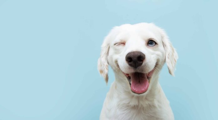 Questo è il motivo per cui il tuo cane ti fa l'occhiolino: 5 motivi
