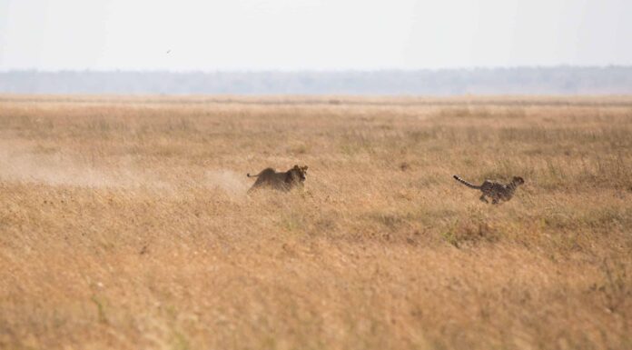 Questo ghepardo è praticamente invisibile in questa foto: riesci a trovarlo?
