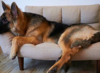 Re Shepherd contro Shiloh Shepherd
