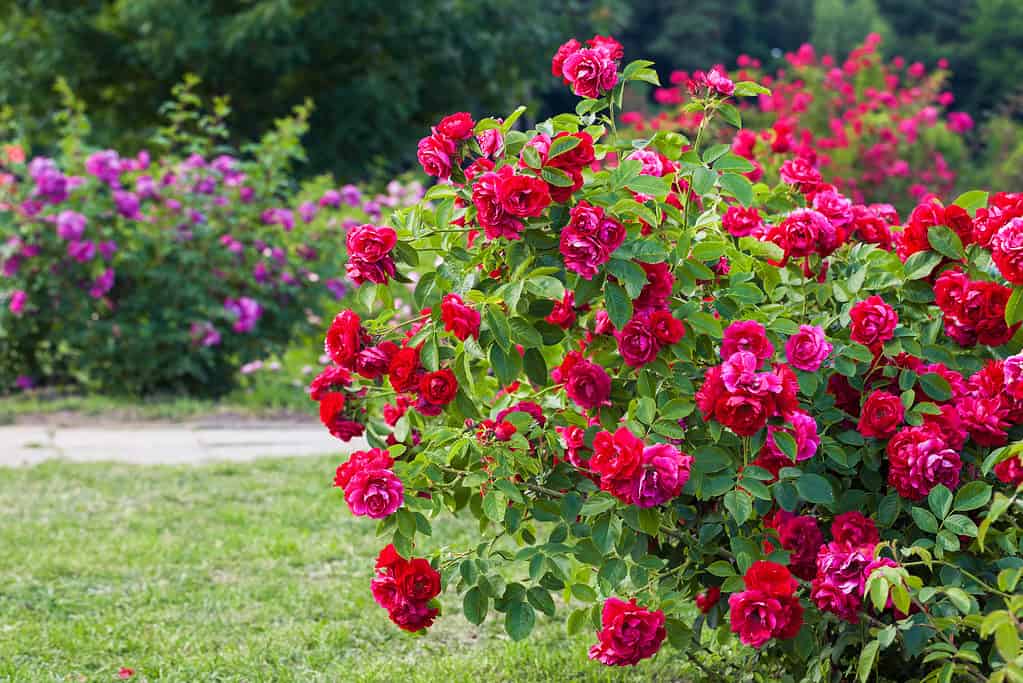 Alcune varietà di rose possono sopravvivere per decenni in condizioni ideali.