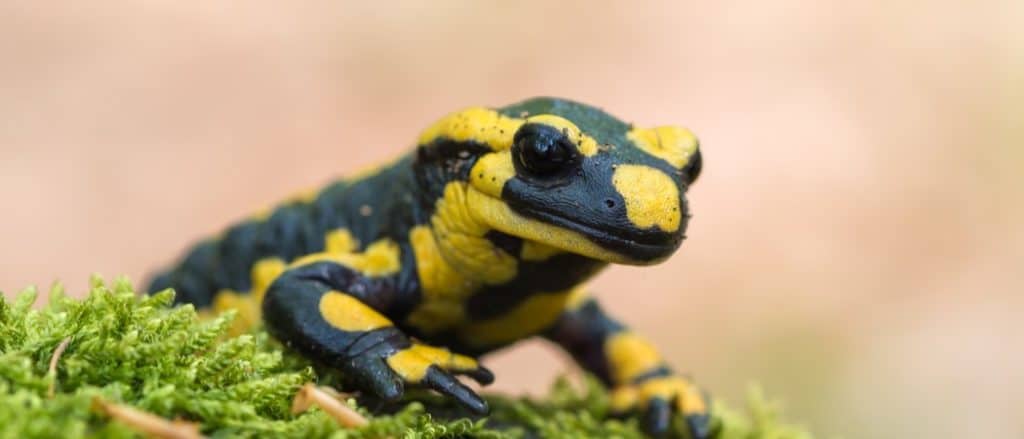 Una salamandra pezzata nera maculata di giallo
