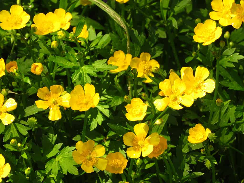 fiore giallo di ranuncolo bulboso,