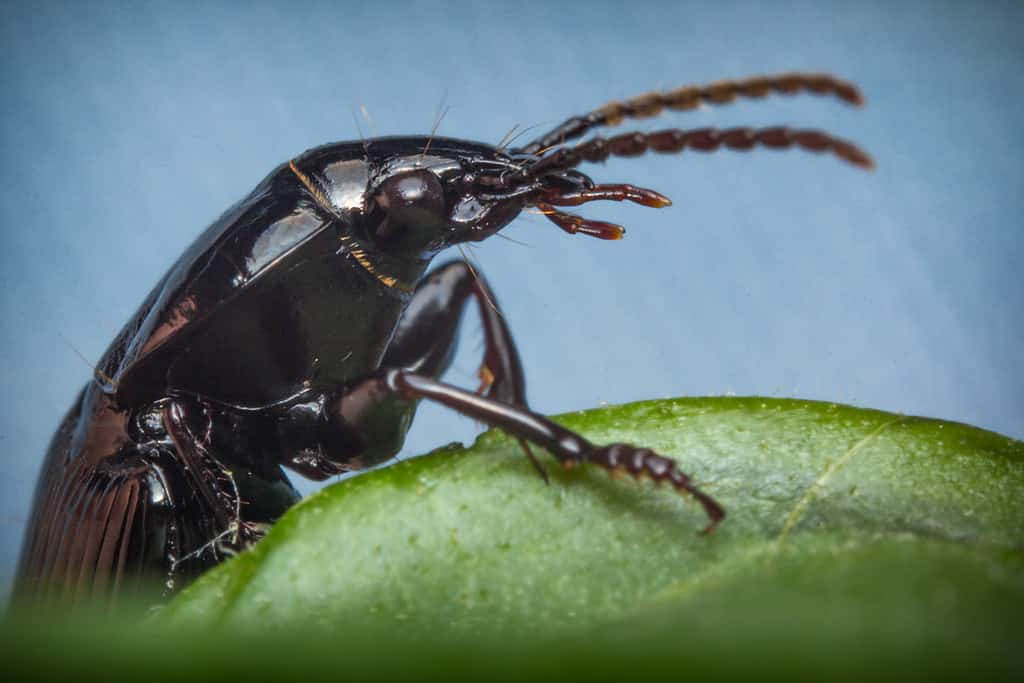 Cedar Beetle - Tipi di coleotteri neri