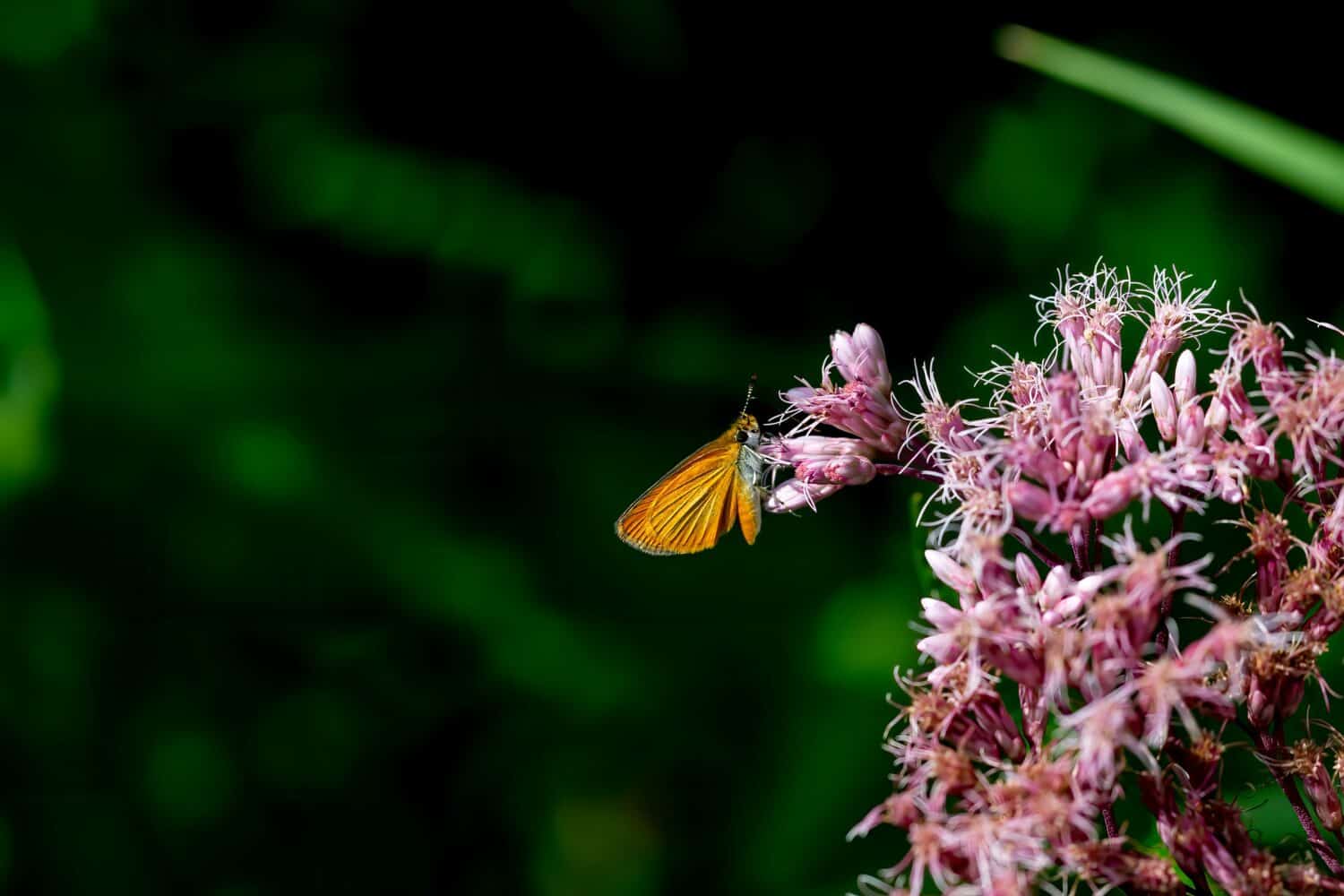 Lo skipper del Delaware (Anatrytone logan) Farfalla nordamericana su un fiore che sboccia