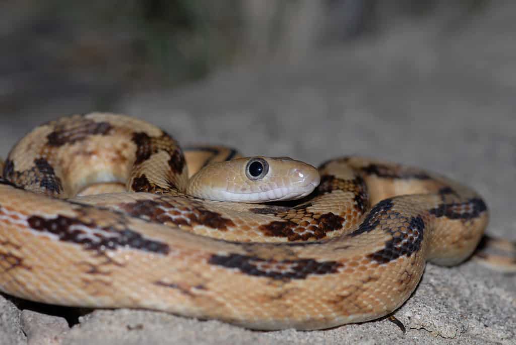 Serpente di ratto Trans-Pecos