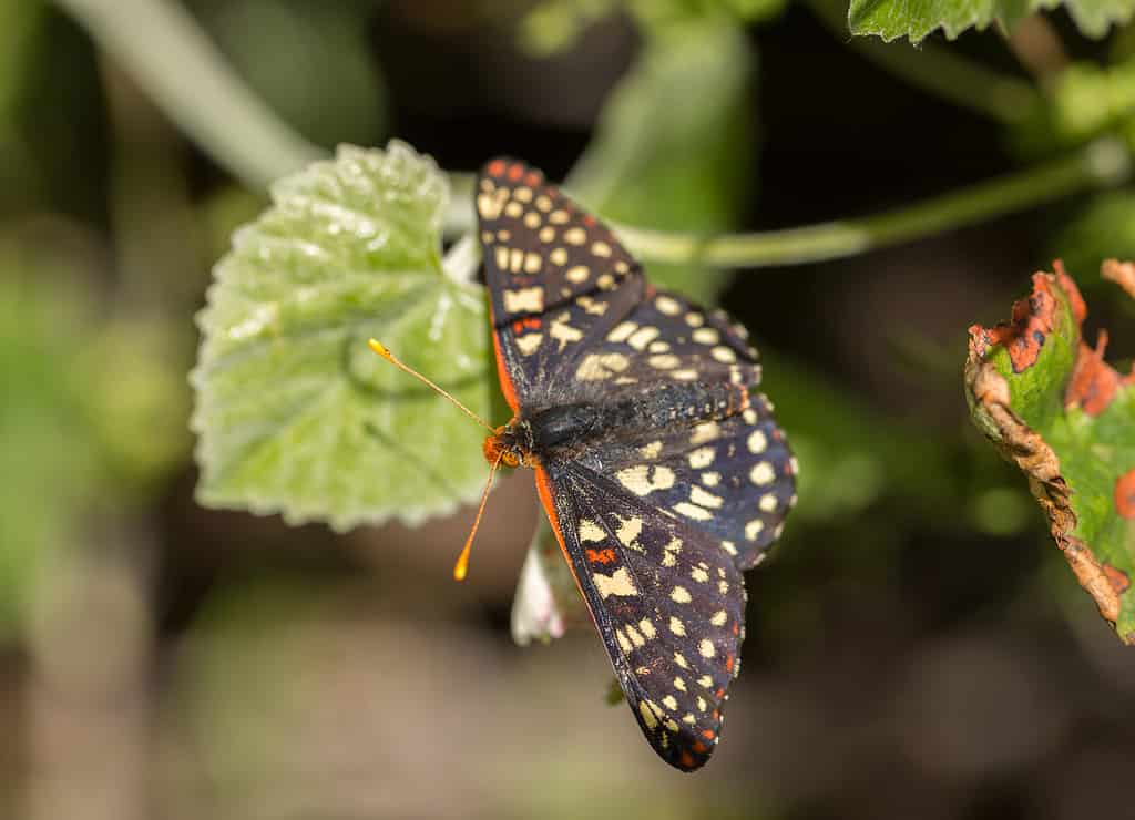 Il Checkerspot variabile si trova su una foglia