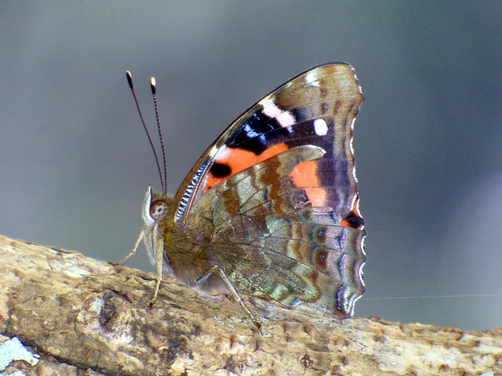 Kamehameha Farfalla Vanessa tameamea