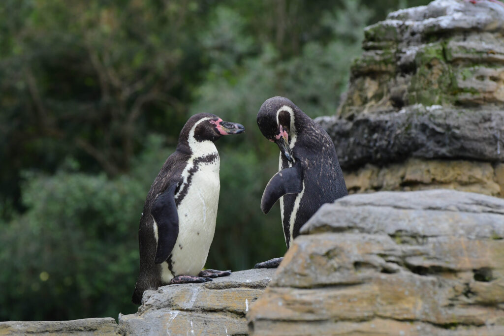 Pinguini in piedi su un tumulo al Woodland Park Zoo