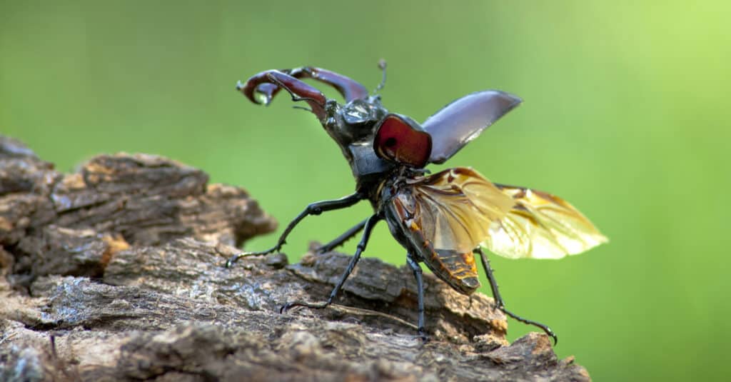 Stag Beetle su un ramo