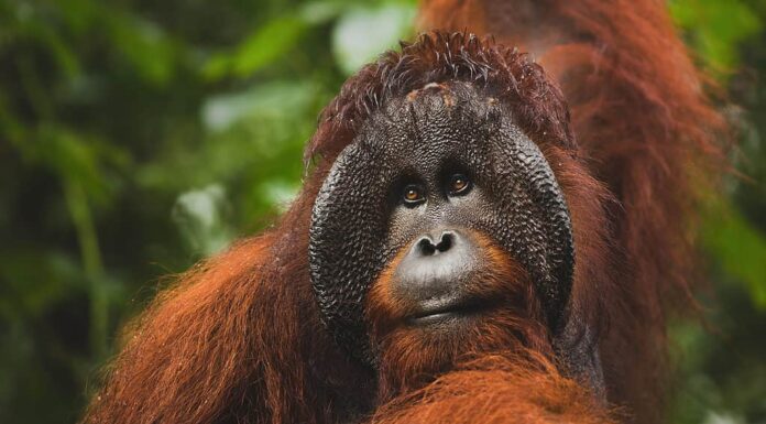 Orangutan, bornean