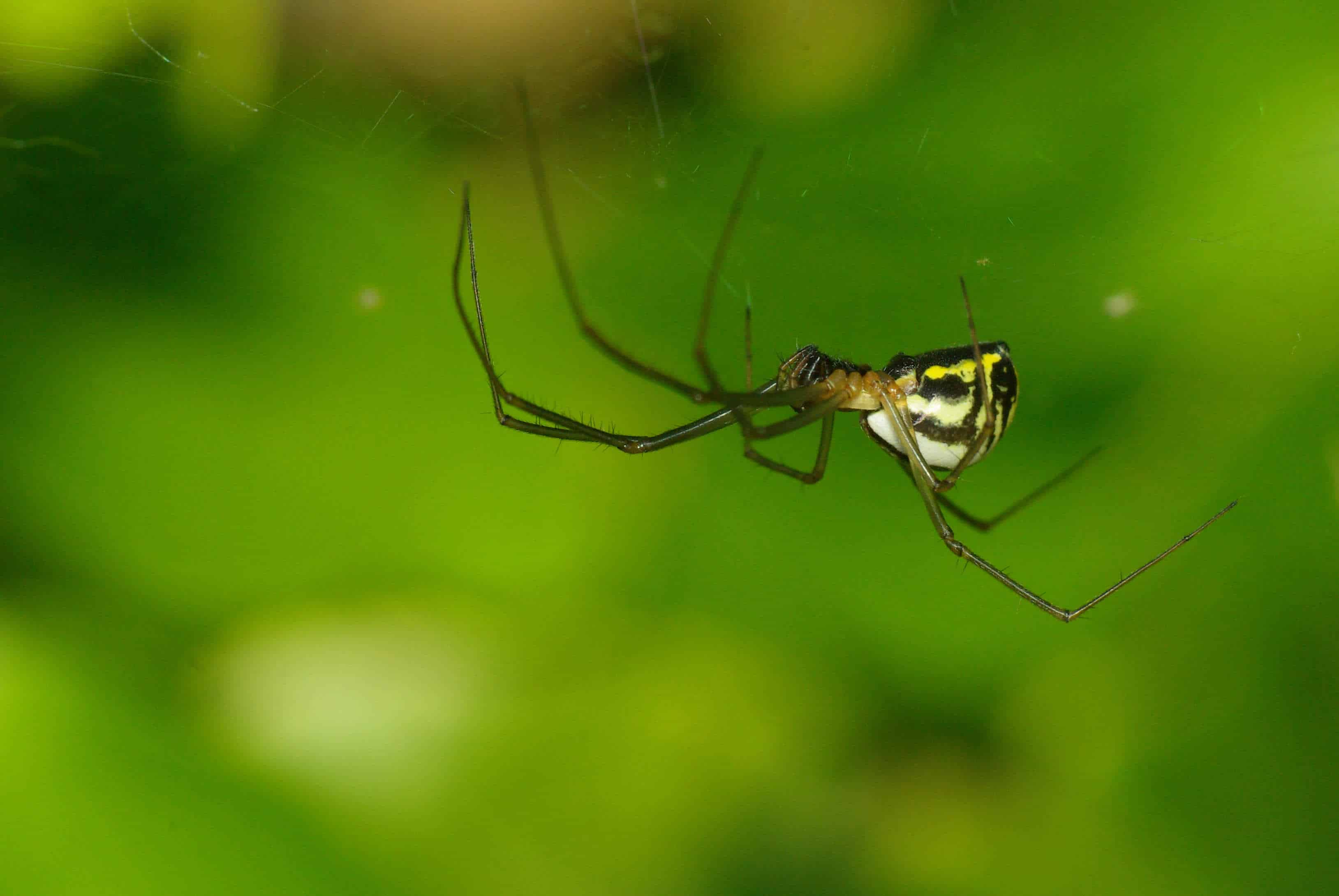 Un ragno a cupola trasparente appeso a testa in giù sotto la sua ragnatela ( Neriene radiata , Famiglia Linyphiidae )