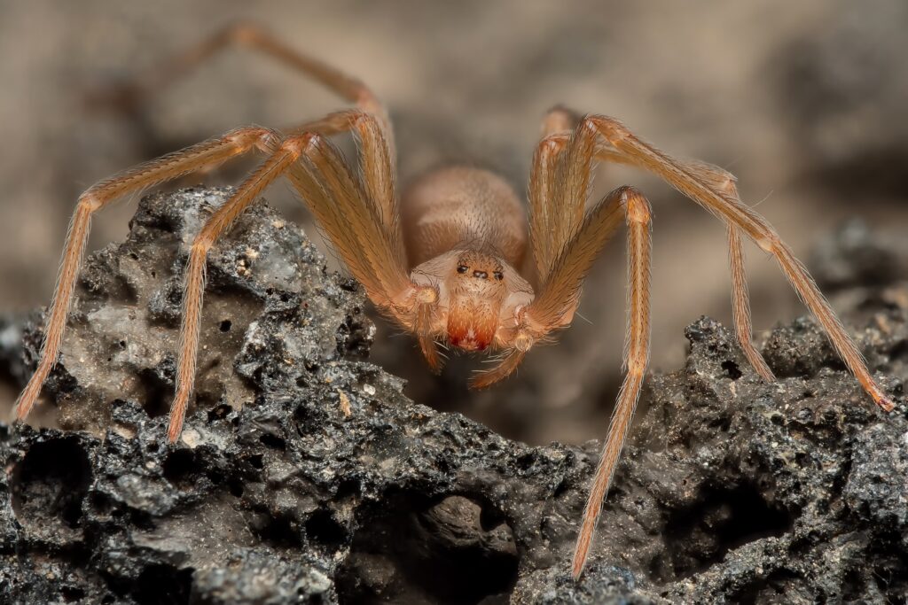 Ragno recluso mediterraneo, ragno violino (Loxosceles rufescens), ragno recluso marrone, nel suo habitat selvaggio.