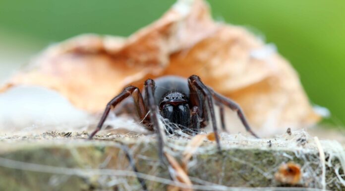 Scopri 6 ragni neri che strisciano in Georgia... sono pericolosi?
